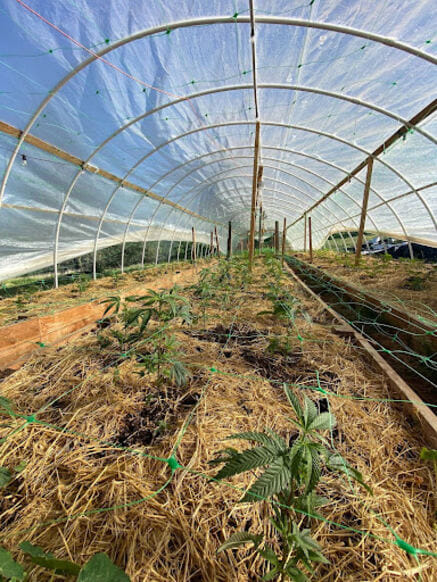 how to test cannabis soil