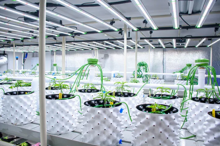 energy efficient cannabis growing