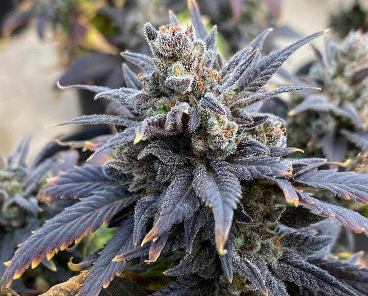 sour diesel retro cannabis