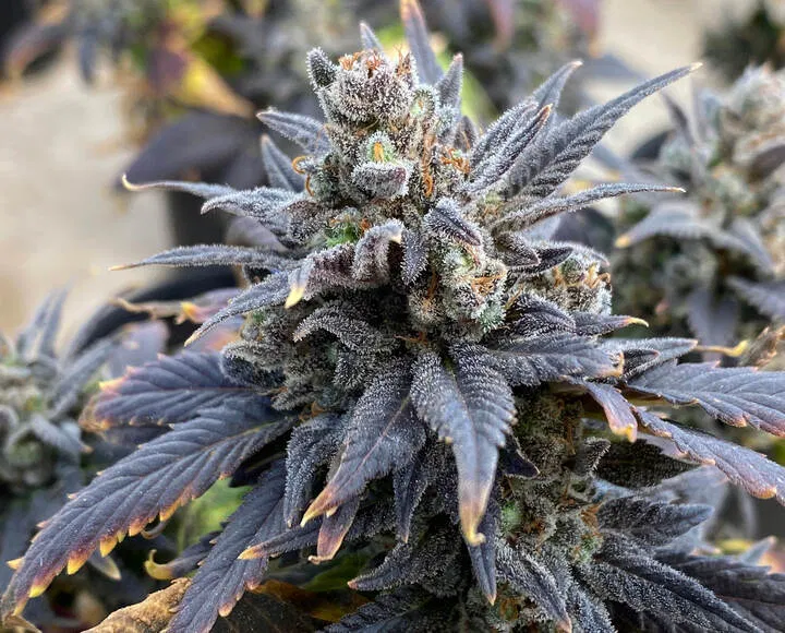 sour diesel retro cannabis