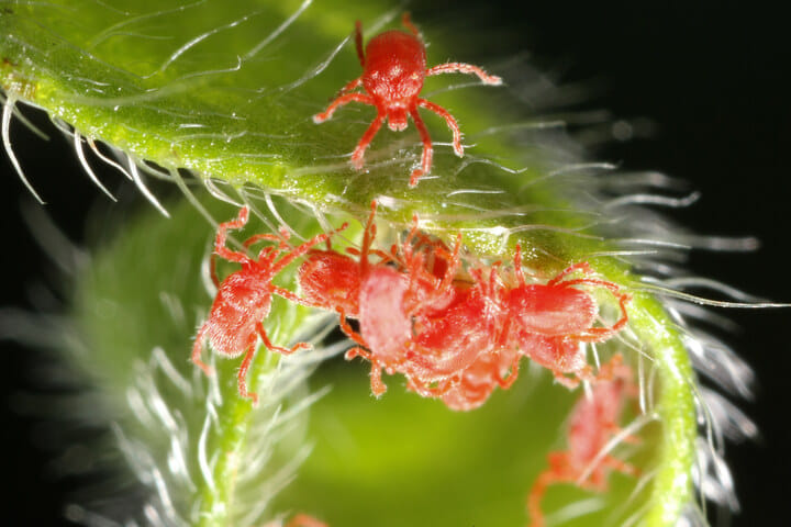 spider mites