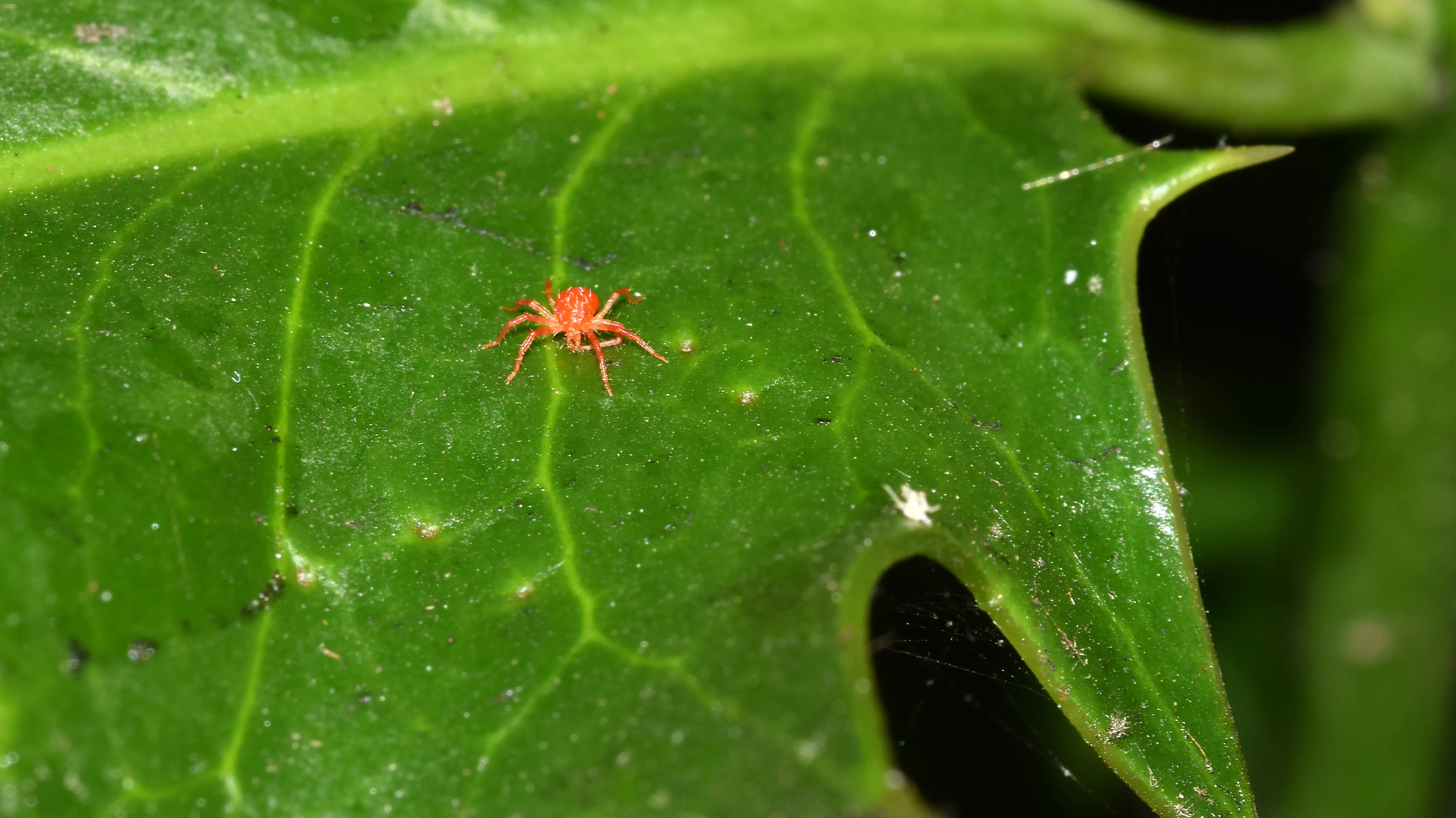 cannabis spider mites