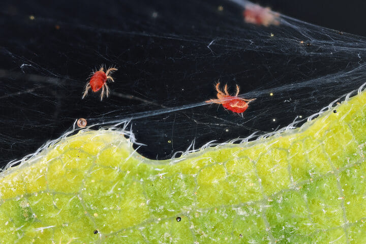 spider mites on leaves of cannabis