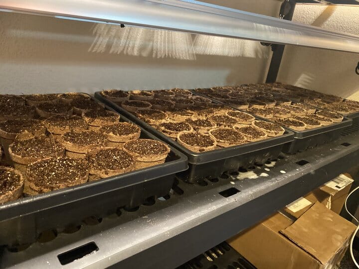 start seeds indoors for companion planting