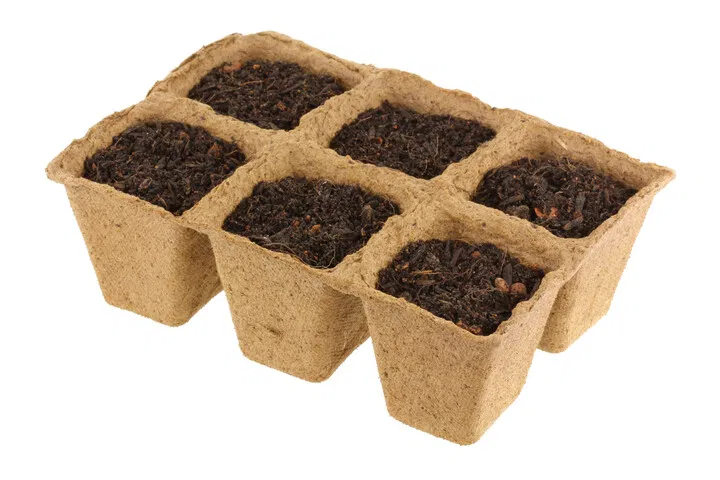 how should you plant a germinated seed?