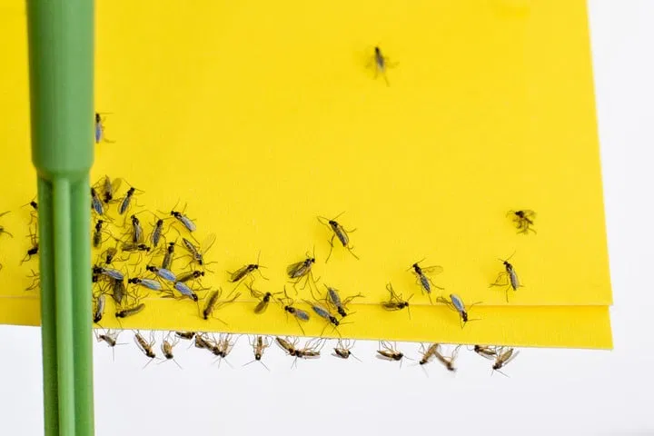 sticky traps for fungus gnats