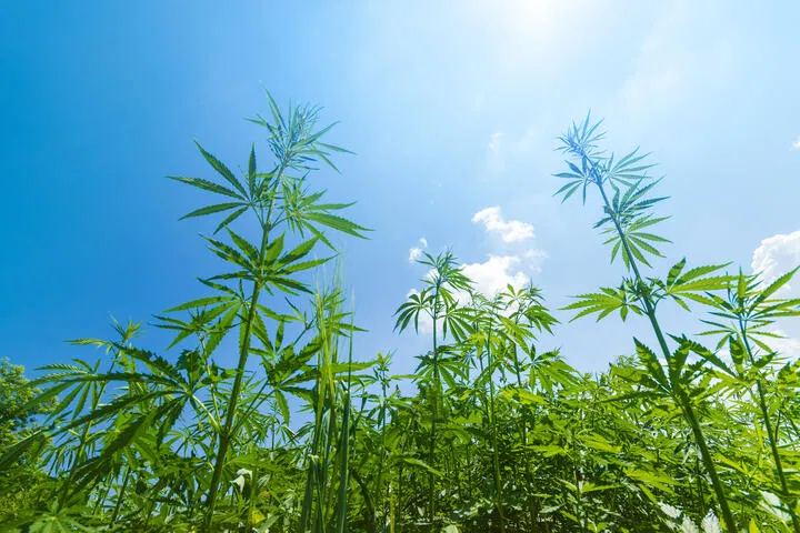 stretching cannabis