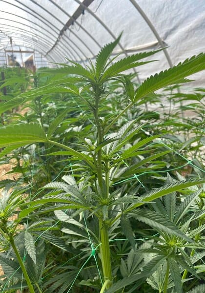 cannabis plant in the stretch phase