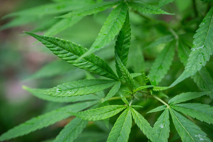 cannabis foliage in vegetative stage