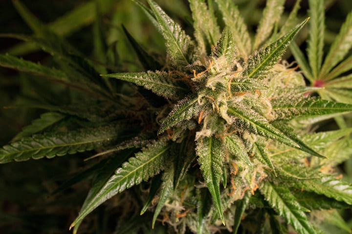 sugar leaves weed bud