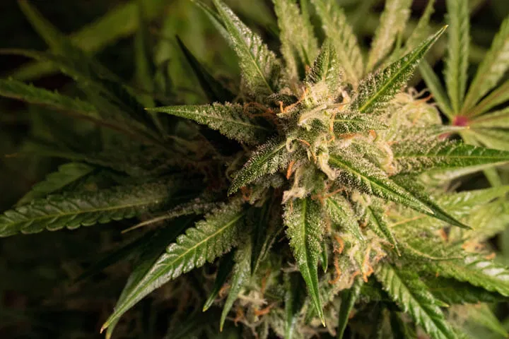 sugar leaves weed bud