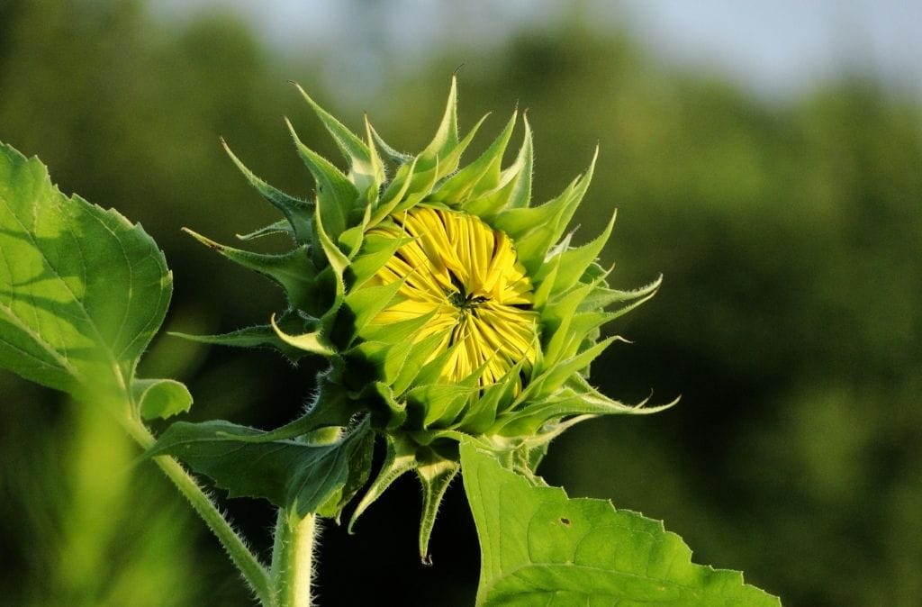 sunflowers mistaken for weed