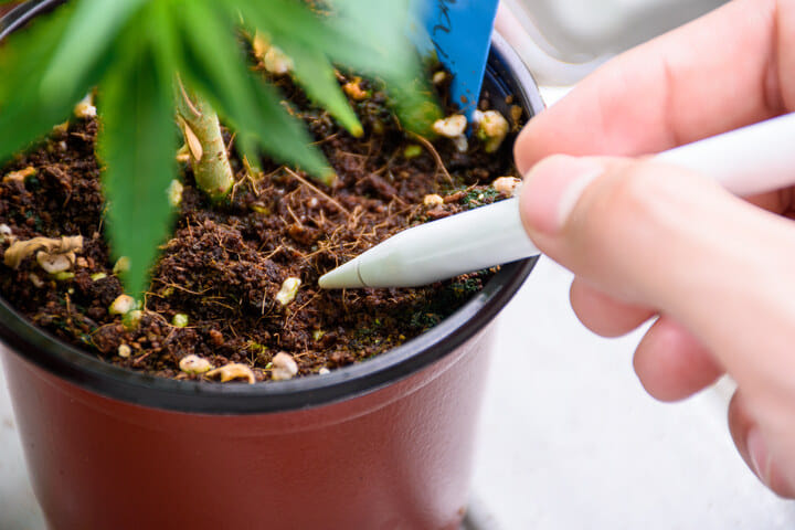 pay attention to soil quality and pH