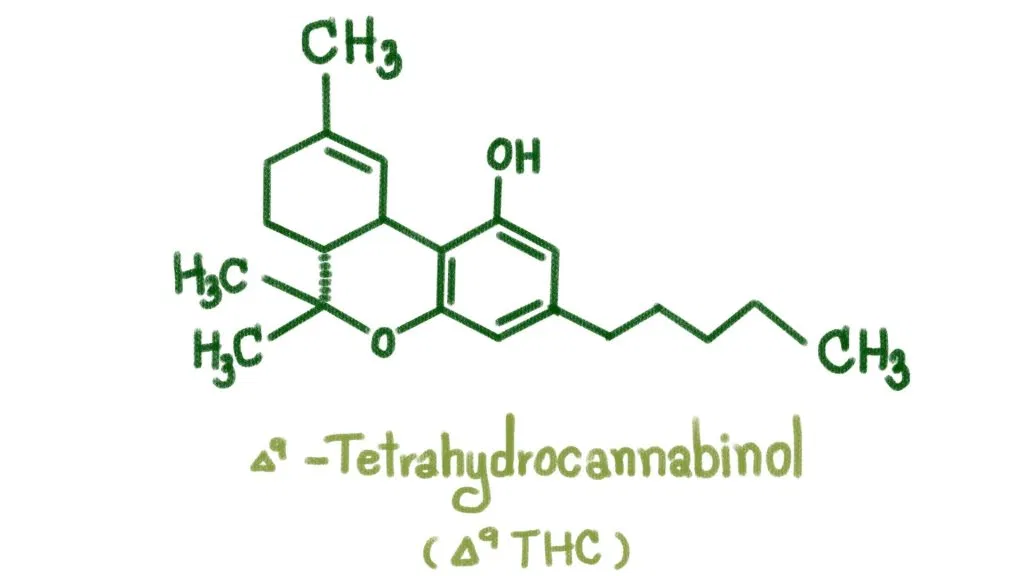 voie chimique du THC