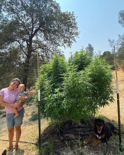 planting cannabis in native soil saves money