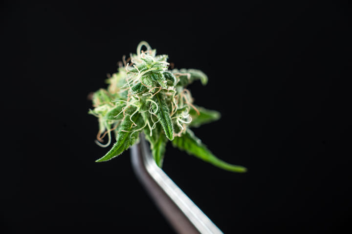 Measuring THC strongest strains of weed