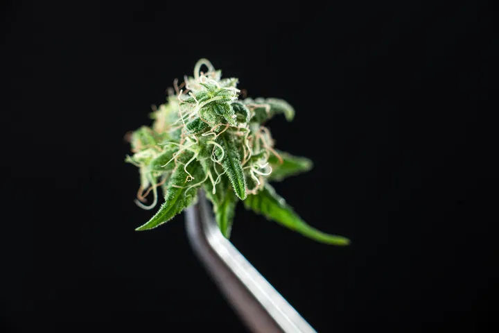 Measuring THC strongest strains of weed
