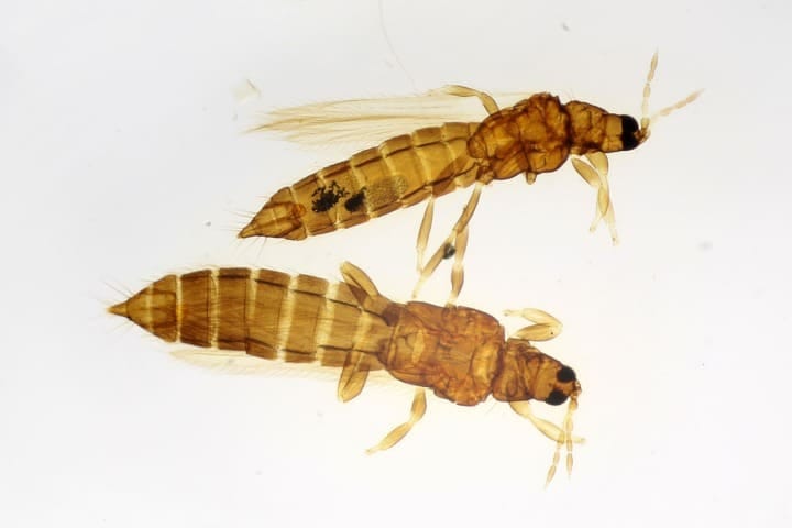 thrips common cannabis pest