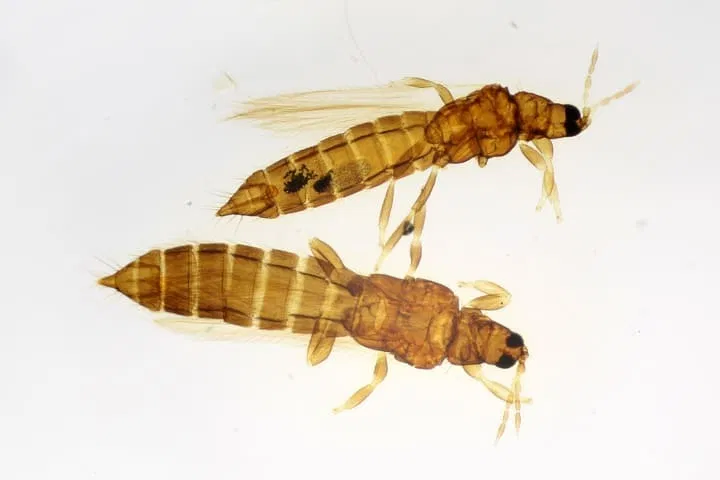 thrips common cannabis pest
