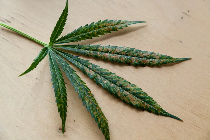 thrip damaged leaves of cannabis