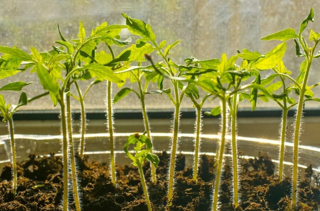 tomatoes mistaken for weed