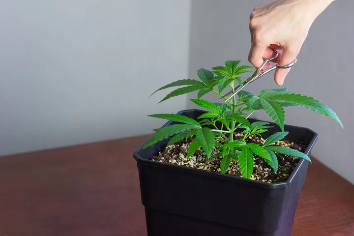 topping cannabis plants helps strengthen