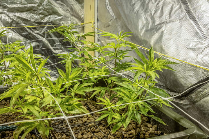 start training cannabis during veg