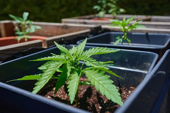 transplant after hardening off