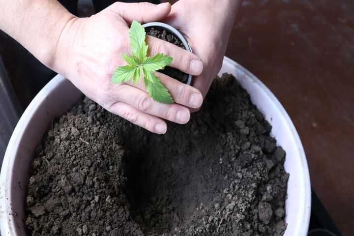 when to transplant cannabis