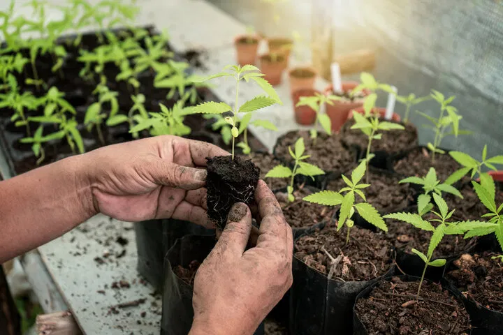 how to transplant cannabis