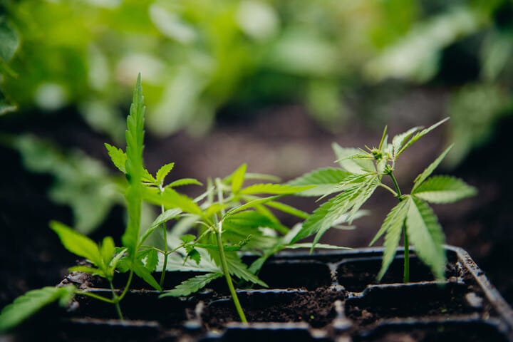 transplanting cannabis seedlings in a greenhouse