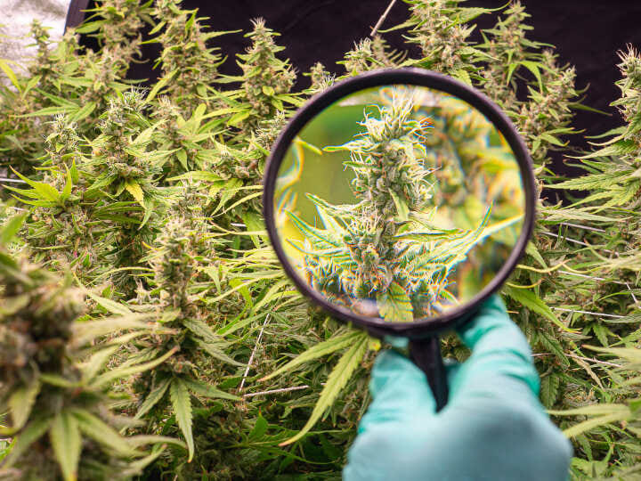 don't harvest too early if you want big buds