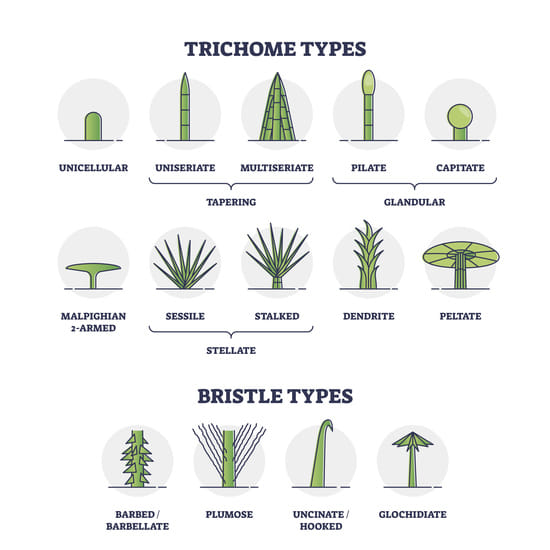 different types of trichome