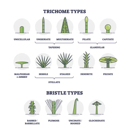different types of trichome