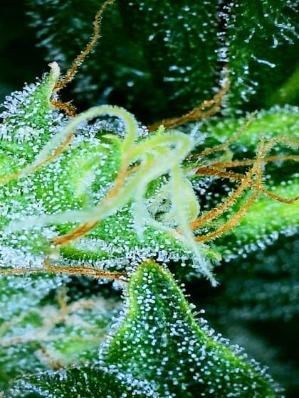 trichomes can guide you to the right time to harvest