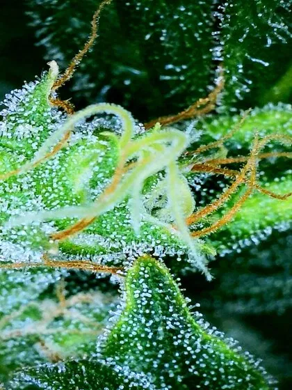 trichomes can guide you to the right time to harvest
