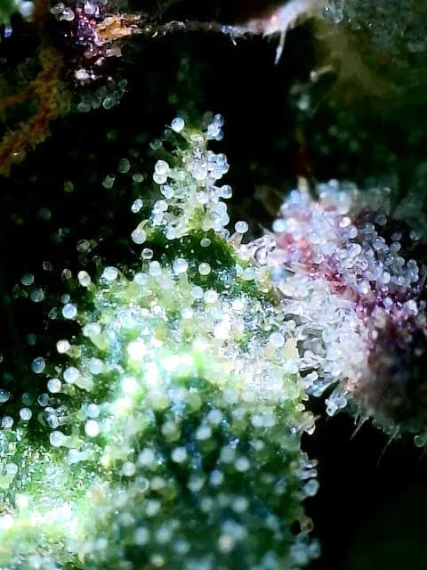 which strains are best for rosin?