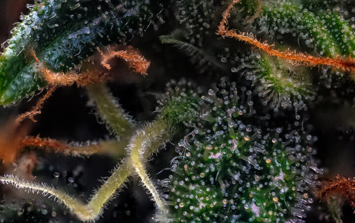 trichomes indicate cannabis is ready to harvest