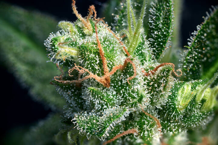 handle frozen buds carefully to avoid trichome damage