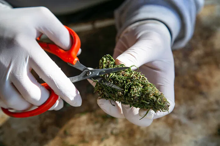 trim buds carefully to avoid losing excess trichomes