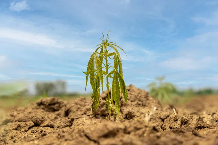 learn to water cannabis plants correctly