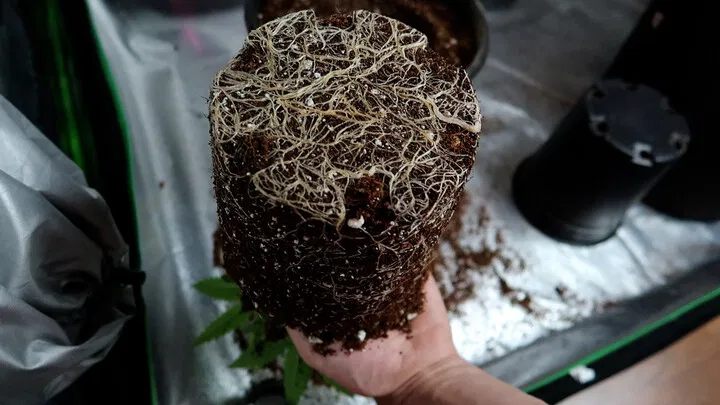 common cannabis root problems