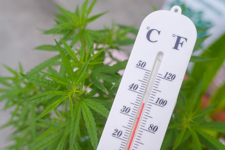 make sure your strain suits your climate