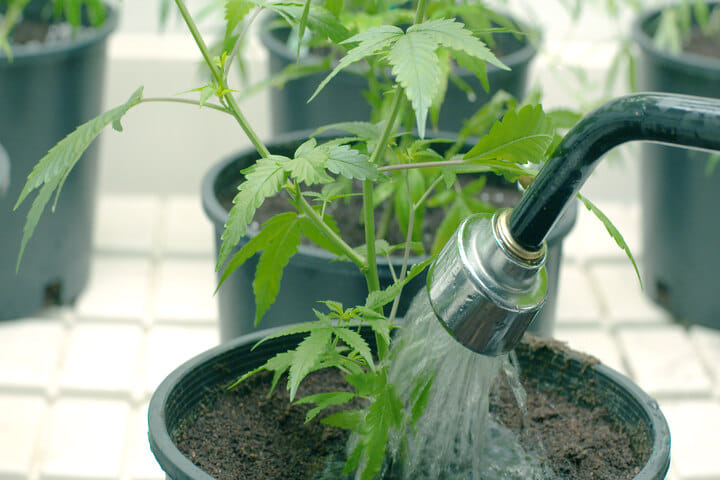 water autos carefully to ensure bigger buds