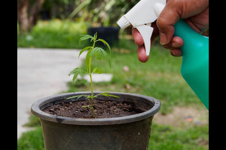 water young plants carefully