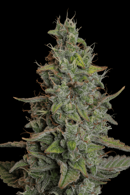 seedsman wedding cake auto