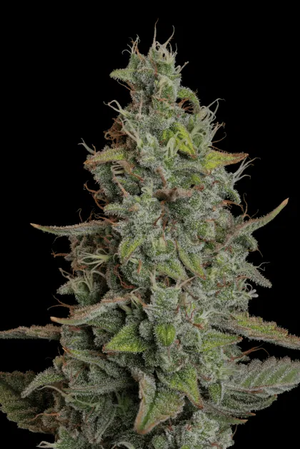 seedsman wedding cake auto
