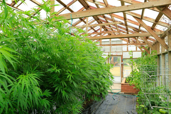 advantages of greenhouse cannabis growing