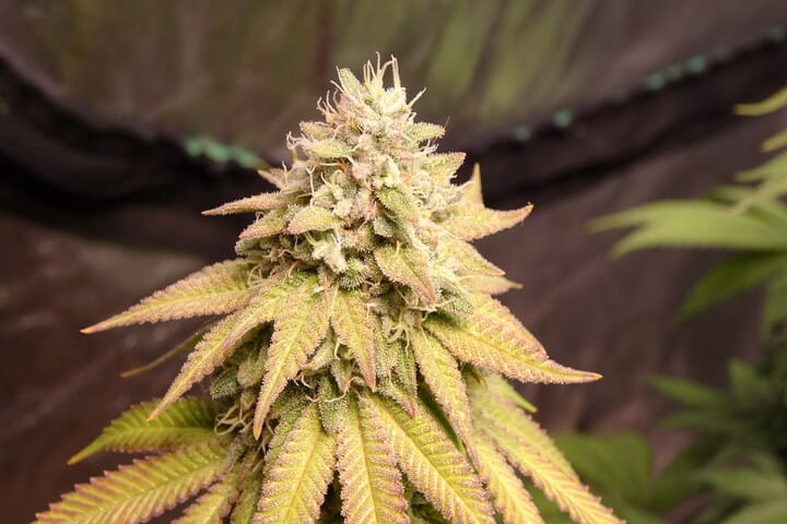 what are autoflowers