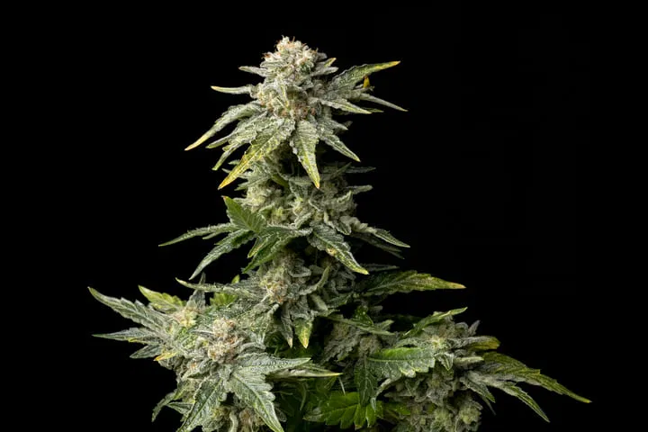 end of flowering stage of growing weed